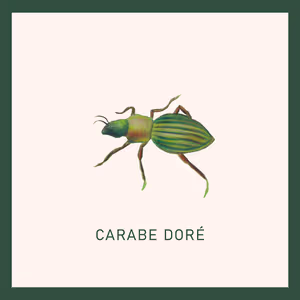 Insecte-6.jpg