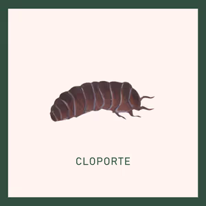 Insecte-8.jpg