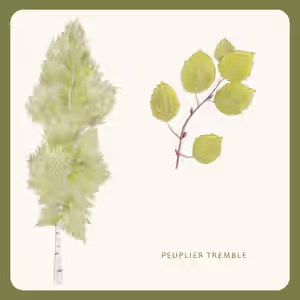 Plantes_1.jpg